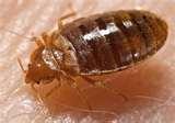 pictures of Bed Bugs Elimination