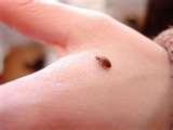 pictures of Get Rid Of Bed Bugs Naturally