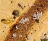Treatment For Bed Bugs