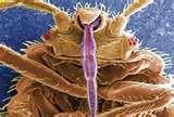 images of Insecticides For Bed Bugs