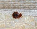 Detecting Bed Bugs