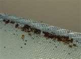 Natural Remedies For Bed Bugs images