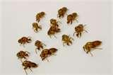 Natural Remedies For Bed Bugs pictures
