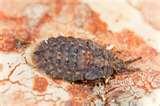 images of Bed Bugs Elimination