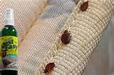 Detecting Bed Bugs images