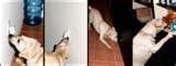 Bed Bug Detection Dogs images