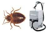 Steamer Bed Bugs photos