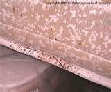 Bed Bug Sheets