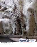 pictures of Bed Bug Sheets