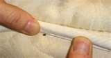 images of Treatment For Bed Bugs