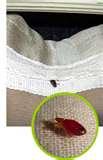 Bed Bug Service pictures