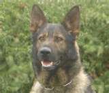 Bed Bug Detection Dogs