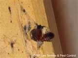 photos of Treatment For Bed Bugs