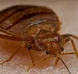 pictures of Bed Bug Service