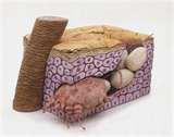pictures of What Is Bed Bugs