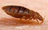 Bed Bugs Info pictures