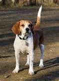 Bed Bug Detection Dogs pictures