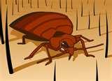 Kill Bed Bugs With Heat photos