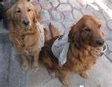 photos of Bed Bug Detection Dogs