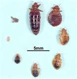 pictures of Bed Bugs Home Remedy