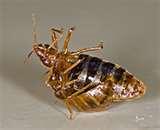 What Is Bed Bugs photos
