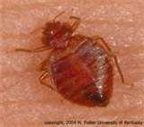 pictures of Bed Bugs Info