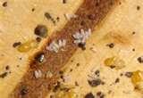 Get Rid Of Bed Bugs Naturally images