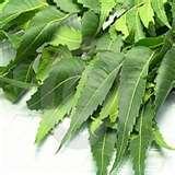 images of Natural Remedies For Bed Bugs