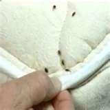 images of Natural Remedies For Bed Bugs