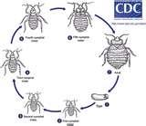 photos of Steamer Bed Bugs
