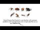Bed Bugs Solutions