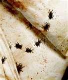 Bed Bug Sheets pictures