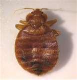 images of Bed Bug Detection