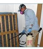Bed Bug Service photos