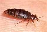 images of Natural Remedies For Bed Bugs