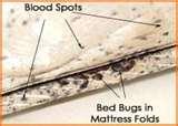 Bed Bug Detection pictures