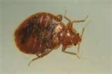 Steamer Bed Bugs pictures