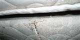 Get Rid Of Bed Bugs Naturally