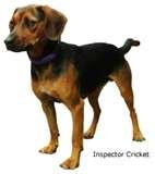 Bed Bug Detection pictures
