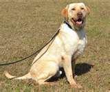 Bed Bug Detection Dogs