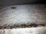 Bed Bugs Solutions