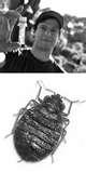pictures of Bed Bugs Info