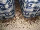 How To Stop Bed Bugs