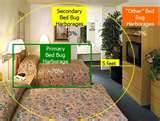 photos of How To Stop Bed Bugs