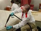 photos of How You Get Bed Bugs photos of How You Get Bed Bugs