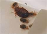 How To Rid Bed Bugs pictures