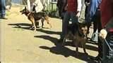 images of Bed Bug Sniffing Dog