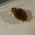 Bed Bug Outbreak photos