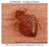 How To Stop Bed Bugs