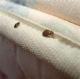 photos of How To Spot Bed Bugs